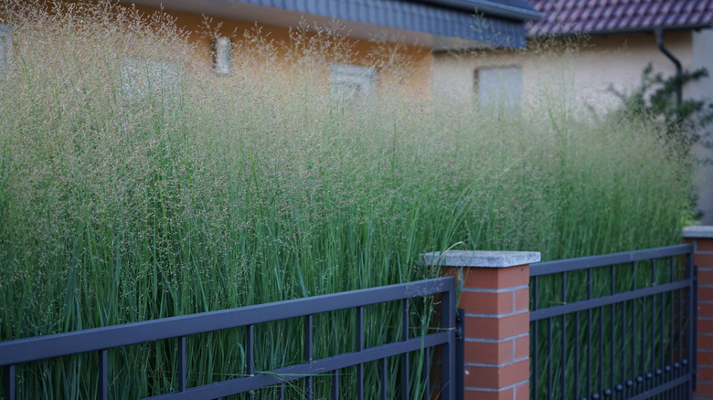 A yard filled with switchgrass behind a brick and metal fence with buildings in the background